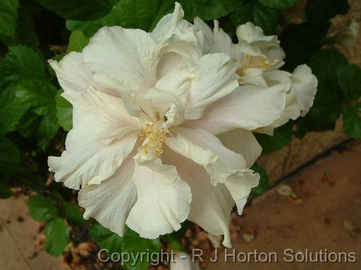 Hibiscus Double white 